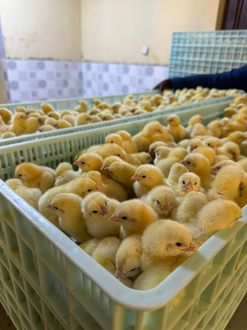 Newly hatched chicks